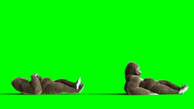 Funny brown gorilla lies idle. Super realistic fur and hair. Green screen 4K animation.