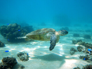 Green sea turtle swimming gracefully in shallow waters