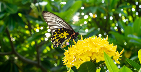 butterfly, insect, flower, background blur