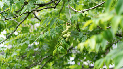 Green walnuts on a tree