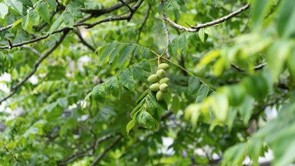 Green walnuts on a tree