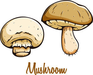 mushroom vegetable in colored hand drawn with text on white background