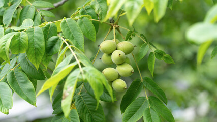 Green walnuts on a tree