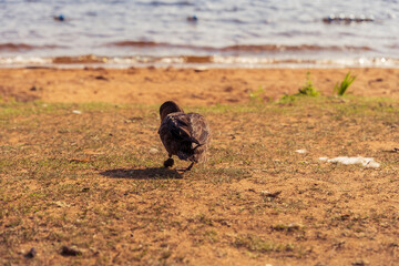 View of a Canadian geese by a lake in sunset