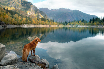 dog on a stone on a mountain lake. autumn mood. Nova Scotia Duck Tolling Retriever on nature background