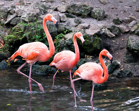 Flamingo stock photos.  Flamingo birds trio close-up profile view in the water marching and displaying their wings, beautiful plumage, pink plumage, heads, long necks, long legs, beaks, eyes.