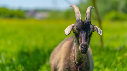 Close up of adult goat grazing in green meadow.