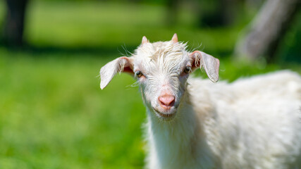 Obraz premium Close up of little goat grazing in green meadow.
