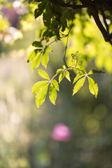 autumn leaves background