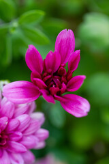 Obraz premium Red chrysanthemums flowering plants