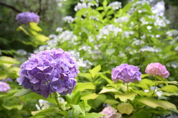 紫陽花