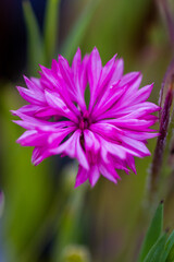 Obraz premium Close-up of corn flower over natural background