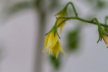 Close-up of tomato plants in the garden