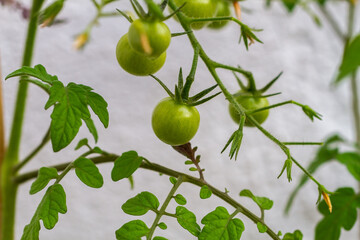 Close-up of tomato plants in the garden