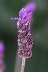 Close-up of lavender flowers in natural light