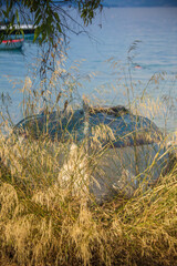 Boat in the yellow grass