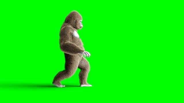 Funny brown gorilla walking. Super realistic fur and hair. Green screen 4K animation.