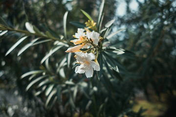 White Nerium Oleander