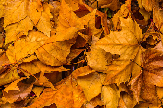Dry Leaves Patttern Photo