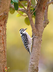 Woodpecker