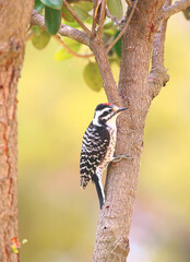 Woodpecker