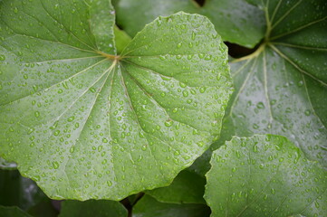 雨と葉