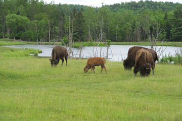 A heard of American Field Buffalo