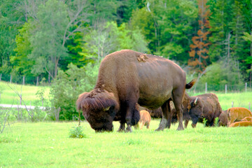 An American Field Buffalo feeding