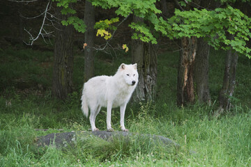 Naklejka na ściany i meble Arctic Wolf in summer