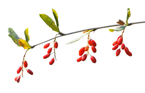 Berries of barberry (Berberis amurensis)
