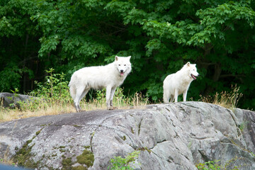 Obraz na płótnie Canvas Arctic Wolf in summer