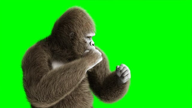 Funny brown gorilla fighting. Super realistic fur and hair. Green screen 4K animation.