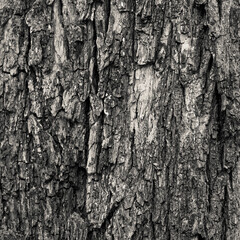 Closeup of old weather beaten tree bark texture background pattern grey, monochrome, black and white, black, white