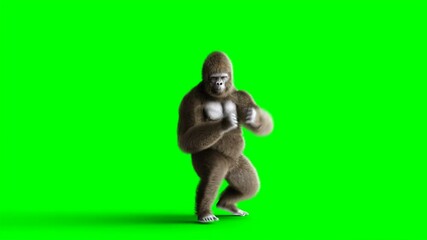 Funny brown gorilla fighting. Super realistic fur and hair. Green screen 4K animation.