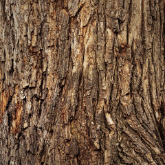 Closeup of old weather beaten tree bark texture background pattern