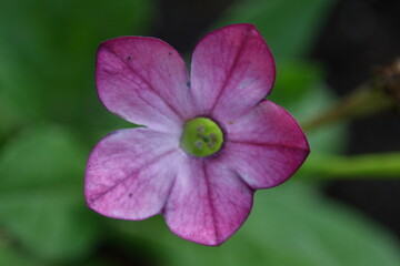 Purple Flower