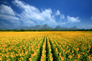 field of sunflower with mountain as background