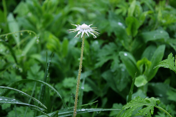 Mindeulle a calyx on nature background