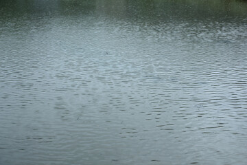 Rice paddies full of water. irrigate a paddy . rice paddy . rice field .