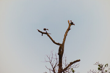 un par de patos, descansando en un arbol seco