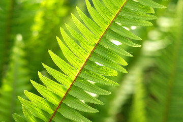 A fern leaf detail on natural green background.