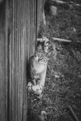 Fototapeta na wymiar Cat on the pipe black and white