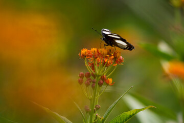 Danaid Eggfly