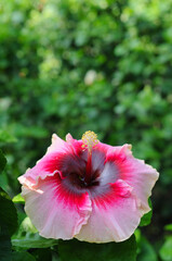 A Colorful Wet Hibiscus (Malvaceae)