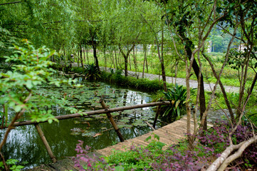 Fototapeta na wymiar Pond with lily pads and rustic rail bridge and greenery in China.