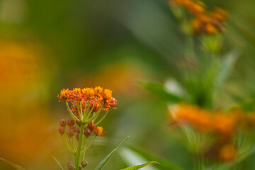 Asclepias curassavica flower