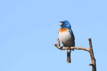 Lazuli Bunting