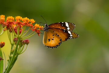 Danaid Eggfly