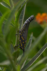 grasshoopper
