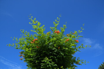 空に向かって手を広げたように、ノウゼンカズラがオレンジ色の花を咲かせている風景